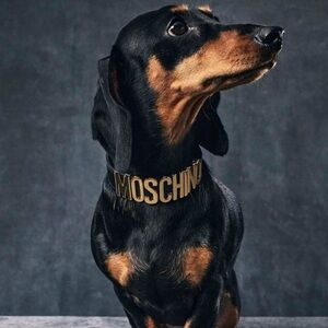 Moschino dog/cat collar + leash genuine leather, black and gold